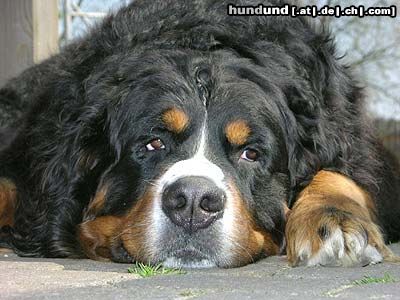 Berner Sennenhund Hunde Foto 21209 in höherer Auflösung ansehen Berner Sennenhund PotterJoe (3 Jahre)