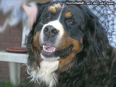 Berner Sennenhund Hunde Foto 21330 in höherer Auflösung ansehen Berner Sennenhund Joe