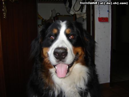 Berner Sennenhund Hunde Foto 25592 Berner Sennenhund Henry (Asko v. Dünner Wiesengrund)