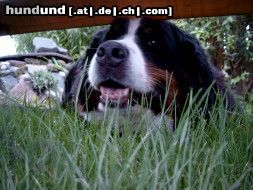 Berner Sennenhund Hunde Foto 9762 Berner Sennenhund Fanny,8 Jahre