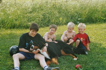 Berner Sennenhund Hunde Foto 31515 Berner Sennenhund Louk