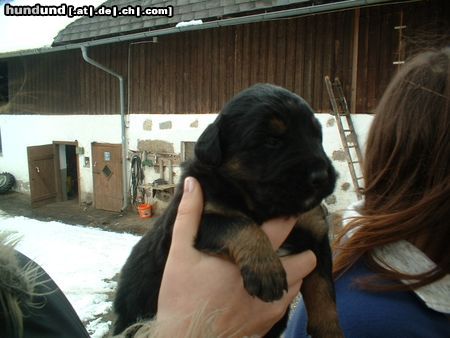 Berner Sennenhund Hunde Foto 10328 Berner Sennenhund Mein Kleiner Bernersennen-Bernhardiener Mix mit vier Wochen