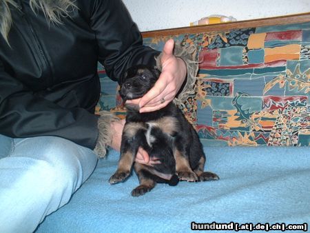 Berner Sennenhund Hunde Foto 10327 Berner Sennenhund Mein Kleiner Bernersennen-Bernhardiener Mix mit vier Wochen