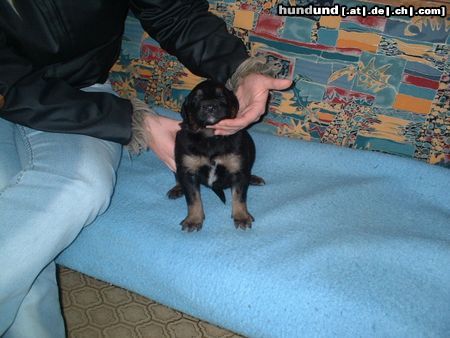 Berner Sennenhund Hunde Foto 10326 Berner Sennenhund Mein Kleiner Bernersennen-Bernhardiener Mix mit vier Wochen