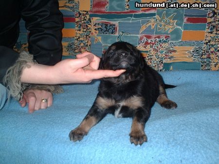 Berner Sennenhund Hunde Foto 10329 Berner Sennenhund Mein Kleiner Bernersennen-Bernhardiener Mix mit vier Wochen