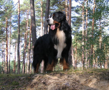 Berner Sennenhund Hunde Foto 40093 in höherer Auflösung ansehen Berner Sennenhund Mł.Ch.PL.B-Aztek Mocny Akord