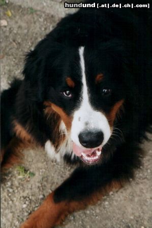 Berner Sennenhund Hunde Foto 4617 Berner Sennenhund Makker aus Holland!