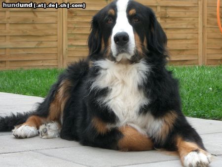Berner Sennenhund Hunde Foto 5063 Berner Sennenhund Max auf cool