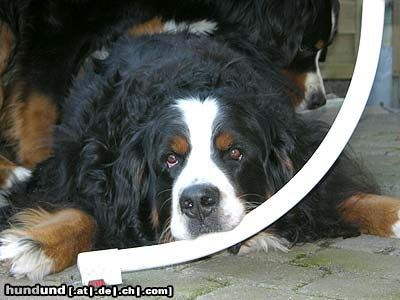 Berner Sennenhund Hunde Foto 21210 in höherer Auflösung ansehen Berner Sennenhund Max (5 Jahre)