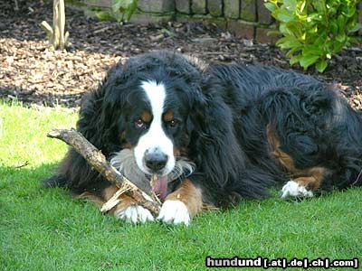Berner Sennenhund Hunde Foto 21331 in höherer Auflösung ansehen Berner Sennenhund Max