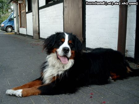 Berner Sennenhund Hunde Foto 4761 Berner Sennenhund Max , 3 Jahre