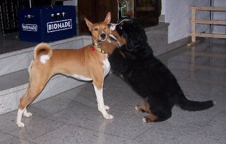 Berner Sennenhund Hunde Foto 33320 in höherer Auflösung ansehen Berner Sennenhund Bei mir drückt sie mal ein Auge zu...