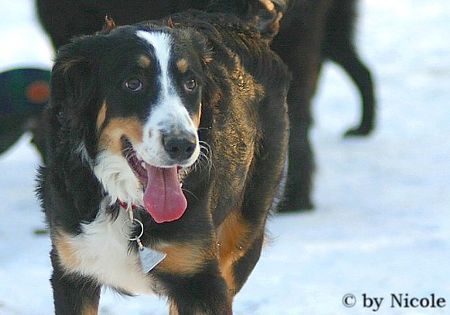 Berner Sennenhund Hunde Foto 28759 in höherer Auflösung ansehen Berner Sennenhund Prater 15.01.06