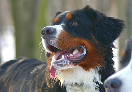 Berner Sennenhund Hunde Foto 28761 in höherer Auflösung ansehen Berner Sennenhund Prater 15.01.06