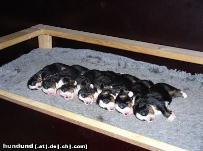 Berner Sennenhund Hunde Foto 17163 in höherer Auflösung ansehen Berner Sennenhund 14. Tage alte Welpen Unser