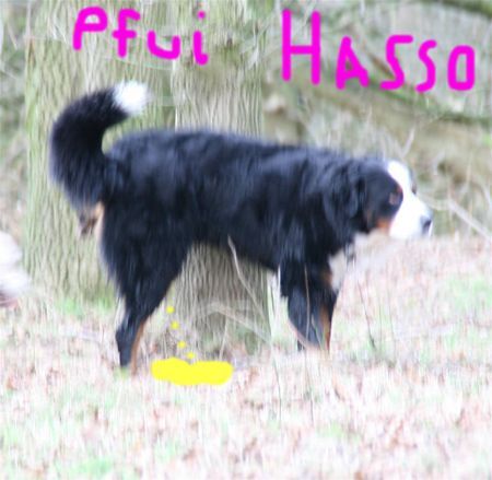 Berner Sennenhund Hunde Foto 40356 in höherer Auflösung ansehen Berner Sennenhund Pfui Hasso