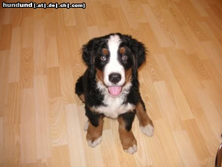 Berner Sennenhund Hunde Foto 23722 in höherer Auflösung ansehen Berner Sennenhund podolsky