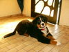 Berner Sennenhund Foto: ich heiße Bronco und bin auf dem Bild 4 Monate alt (ID 24958) Berner Sennenhund Hund