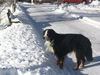 Berner Sennenhund Foto: Da war Theo 13 Jahre alt. Er starb letzte Woche mit 13 1/2. Wir vermissen ihn sehr! (ID 24664) Berner Sennenhund Hund