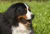 Berner Sennenhund Foto: Iron (ID 34180) Berner Sennenhund Hund