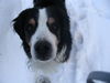 Berner Sennenhund Foto: Theo: (ID 24663) Berner Sennenhund Hund