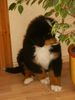Berner Sennenhund Foto: Bronco 8 Wochen (ID 25017) Berner Sennenhund Hund