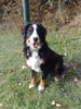 Berner Sennenhund Hund