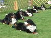 Berner Sennenhund Foto: obedience warwick 1998 (ID 4157) Berner Sennenhund Hund