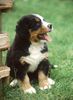 Berner Sennenhund Foto: Kleiner Berner (ID 15349) Berner Sennenhund Hund