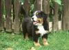 Berner Sennenhund Foto: Kleiner Berner (ID 15352) Berner Sennenhund Hund