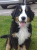 Berner Sennenhund Foto: Balou, 9 Wochen (ID 45178) Berner Sennenhund Hund