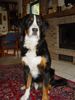 Berner Sennenhund Foto: Henry (ID 6159) Berner Sennenhund Hund
