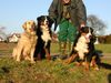 Berner Sennenhund Foto: Ben und (ID 9130) Berner Sennenhund Hund
