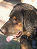 Berner Sennenhund Foto: mein kleiner luke mit 5 monaten (ID 14219) Berner Sennenhund Hund
