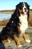 Berner Sennenhund Foto: Berus vom Lüäg is Land , auf den Tag 3 Jahre alt. (ID 16707) Berner Sennenhund Hund
