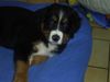 Berner Sennenhund Foto: Unsere Jule im Alter von 3 Monaten :) (ID 12741) Berner Sennenhund Hund