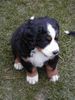Berner Sennenhund Foto: weil ich ihn so süss finde (ID 3911) Berner Sennenhund Hund