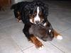 Berner Sennenhund Foto: Rasko mit seinem Kuschelhasen (ID 29006) Berner Sennenhund Hund