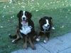 Berner Sennenhund Foto: wawa&leli (ID 36507) Berner Sennenhund Hund