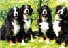 Berner Sennenhund Foto (ID 240) Berner Sennenhund Hund