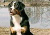 Berner Sennenhund Foto (ID 241) Berner Sennenhund Hund