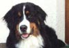 Berner Sennenhund Foto (ID 243) Berner Sennenhund Hund