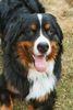 Berner Sennenhund Foto: Louk als Welpe (ID 16911) Berner Sennenhund Hund