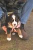 Berner Sennenhund Foto: weil ich ihn so süss finde (ID 3913) Berner Sennenhund Hund