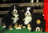 Berner Sennenhund Foto: Kuckuck :-)))) (ID 36203) Berner Sennenhund Hund