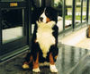 Berner Sennenhund Hund