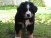 Berner Sennenhund Foto (ID 17827) Berner Sennenhund Hund