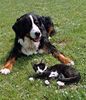 Berner Sennenhund Foto: Hexe-Ambra v. Ameisberg und Kater Pauli (ID 1043) Berner Sennenhund Hund
