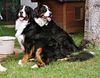 Berner Sennenhund Foto: Hexe-Ambra v. Ameisberg u. Priska v. rauschenden Bach (ID 1044) Berner Sennenhund Hund