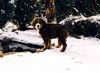 Berner Sennenhund Foto: was stell ich jetzt an ! (ID 8737) Berner Sennenhund Hund